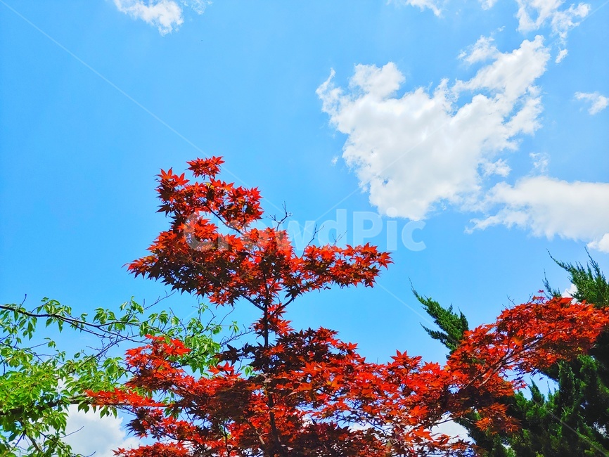 순수,하늘,가을,깨끗함,단풍,나무,식물,잎,tree,autumn,Fall,sky,Maple,가을,계절,fall,autumn,season,plant,leaf,tree