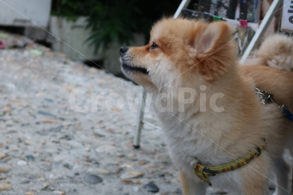 강아지,감성,힐링,멍멍이,댕댕이,동물,animal,포유류,mammal,개,강아지,dog,doggy