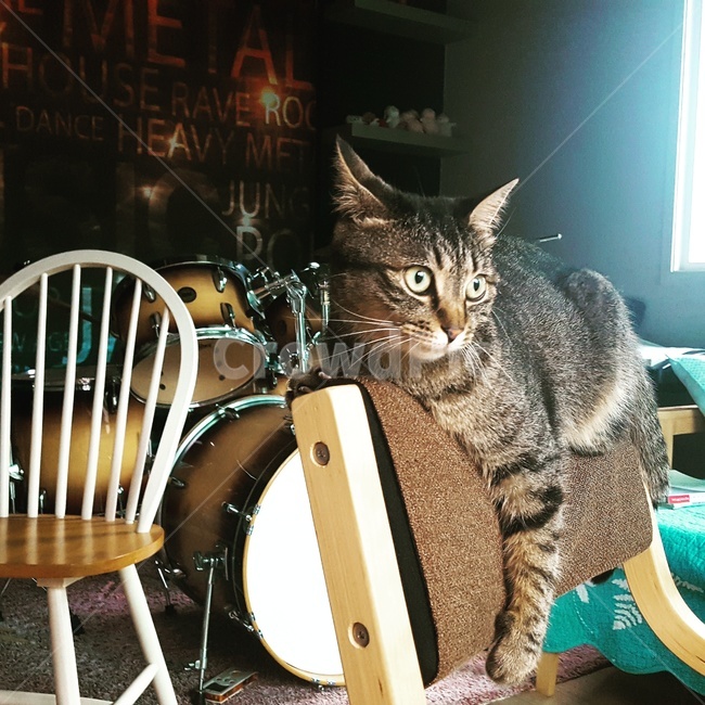 고양이,동물,애완묘,냥이,귀여움,동물,animal,포유류,mammal,고양이,cat,kitten,kitty