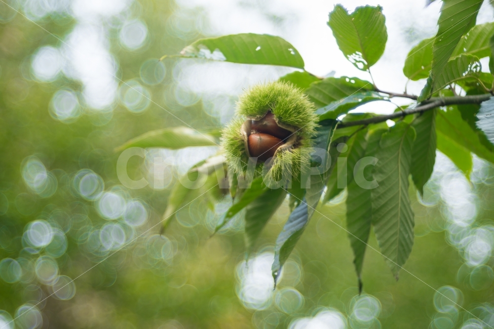 가을,밤나무,밤,보케,autumn,bokeh,식물,자연,plants,nature,나무,trees,wood,과일,열매,fruit