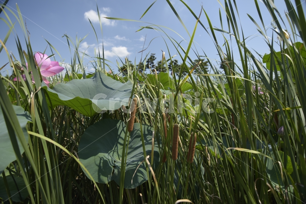 푸른하늘,바람,연꽃,연잎,갈대,구름,자연,공원,bluesky,wind,alotusflower,Alotusleaf,Reed,Singerousness,싱거러움,식물,자연,plants,nature,꽃,flower