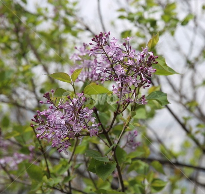꽃,나무,봄,일상,풍경,감성,계절,spring,season,식물,자연,plants,nature,flower,나뭇가지,맑음,봄,계절,spring,season,식물,자연,plants,nature,꽃,flower,plant,blossom