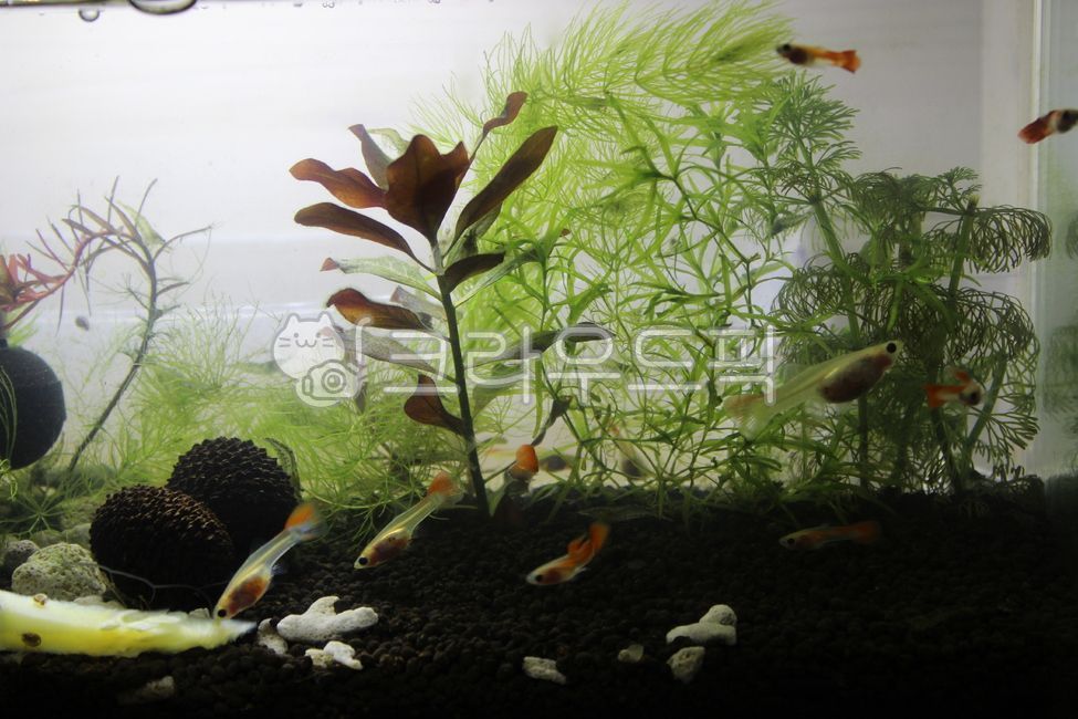 Annecy Short Pin Your,Guppy Your,tropical fish,goofy,fish,water plant,water life,Annecy long pin,Annecy Short Pin,aquarium,Annecy Long Pin Your