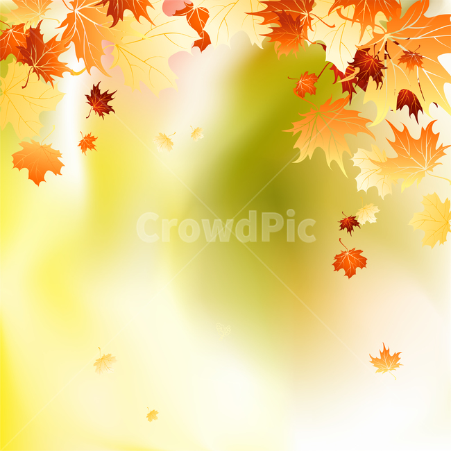 단풍,가을,fall,배경,background,가을,계절,fall,autumn,season,식물,자연,plants,nature,leaf,잎,plant,tree,나무,maple