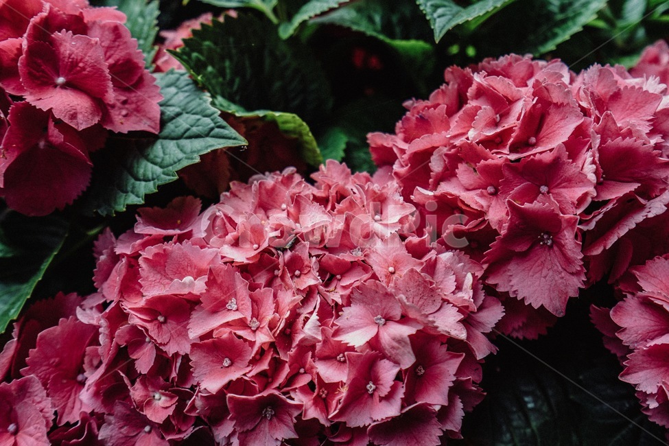 꽃,꽃잎,식물,flower,plant,식물,자연,plants,nature,꽃,flower
