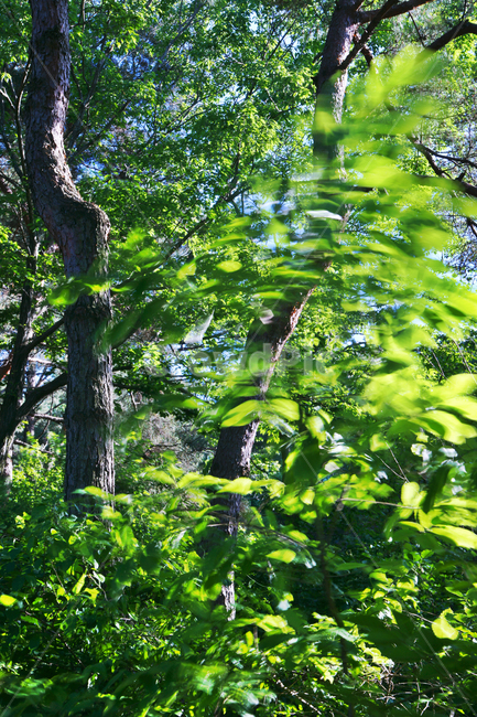 바람,잎새,흔들림,혼돈,숲속,자연,풍경,nature,landscape,tree,나무,plant,식물,tree trunk,나무 줄기
