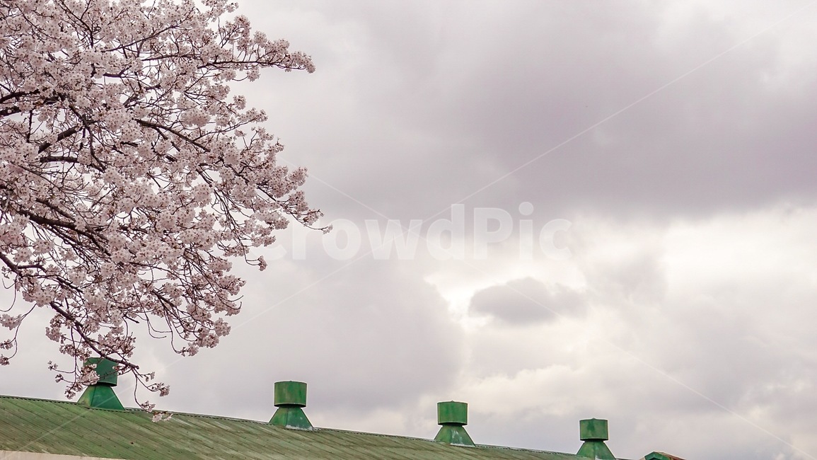 하늘,노을,벚꽃,꽃,감성,색감,풍경,flower,sky,landscape,nature,sunset,blossom,cherryblossom,봄,계절,spring,season,plant,식물