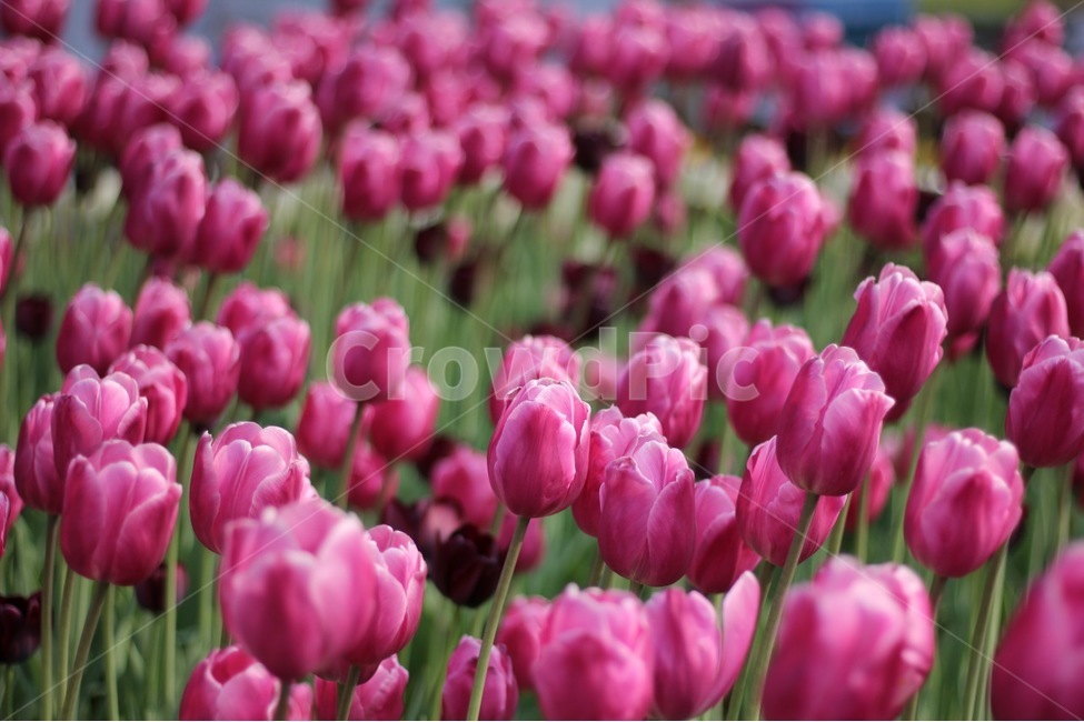 봄,꽃,봄꽃,튤립,컬러,색감,분홍,spring,flower,color,tulip,봄,계절,spring,season,식물,자연,plants,nature,꽃,flower,plant,blossom