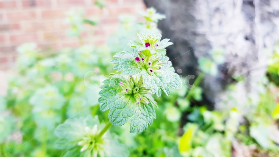 꽃나무,봄,자연,정원,가든,식물,자연,plants,nature