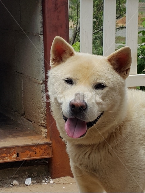 웃음,개,멍뭉이,백구,가족,dog,진도개,천연기념물,동네,동물,강아지,동물,animal,포유류,mammal,개,강아지,dog,doggy