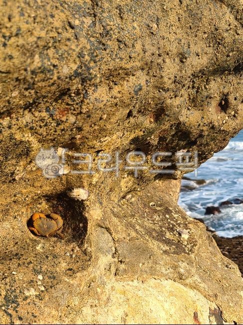 꽃게,게,바위,바다,인도네시아