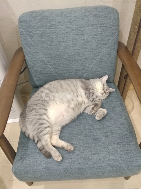 애묘,고양이,데본렉스,집고양이,희귀종