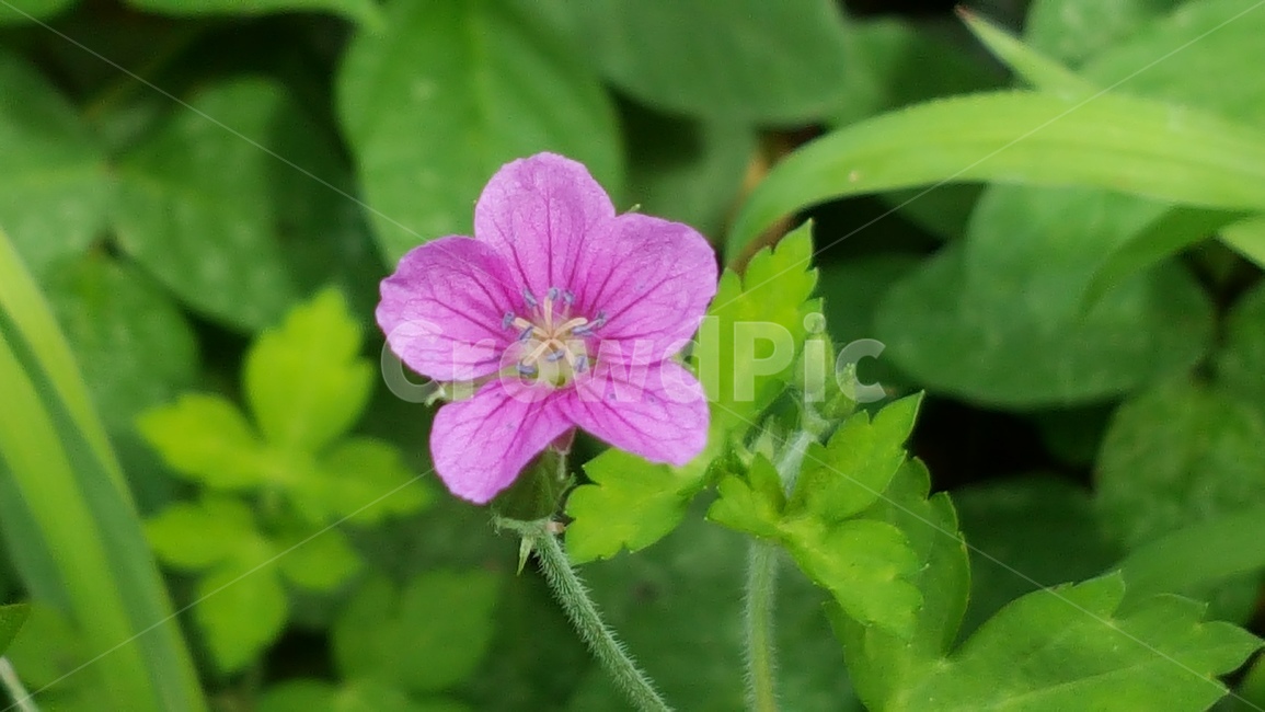 식물,자연,들꽃,이질풀,분홍,식물,자연,plants,nature,꽃,flower