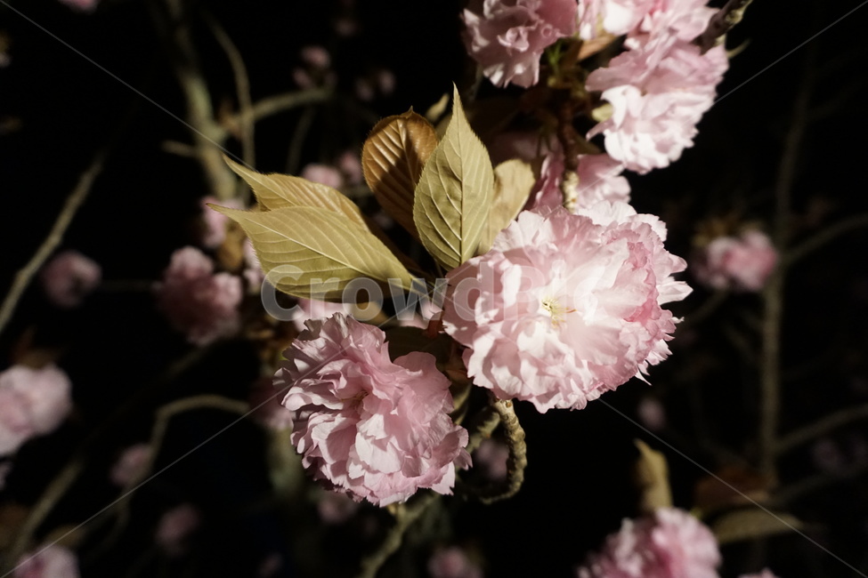 벚꽃,봄,꽃,밤,자연,cherryblossom,spring,flower,night,nature,야경,밤,풍경,nightscape,night,landscape,식물,자연,plants,nature,꽃,flower,plant,blossom