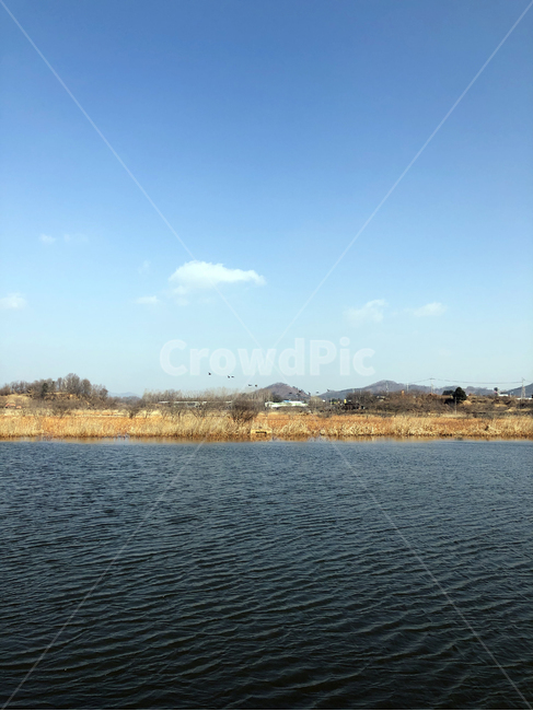 저수지,갈대,갈대숲,plant,식물,reed,nature,자연,water,물,outdoors,옥외