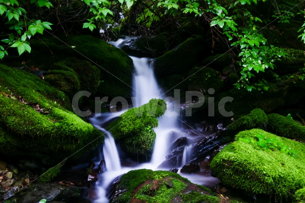 자연,계곡,이끼,장전이끼계곡,강원도,물,나무,바위,자연,풍경,nature,landscape,water,outdoors,옥외,river,강