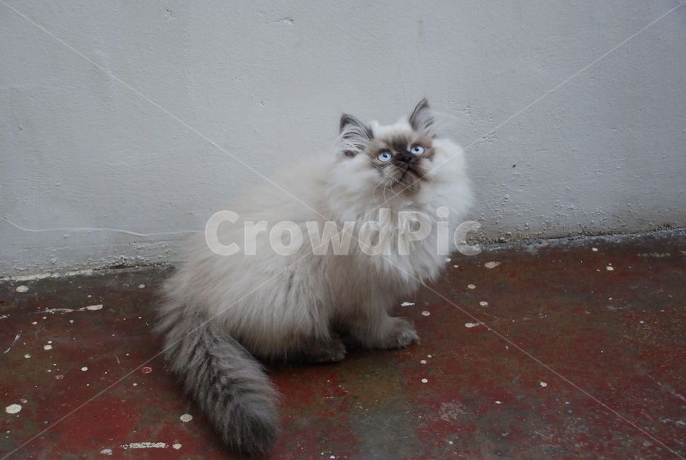 고양이,아기고양이,반려묘,귀여움,cat,kitten,조용한,힐링,kitty,호기심,히말라얀,동물,animal,포유류,mammal,고양이,cat,kitten,kitty