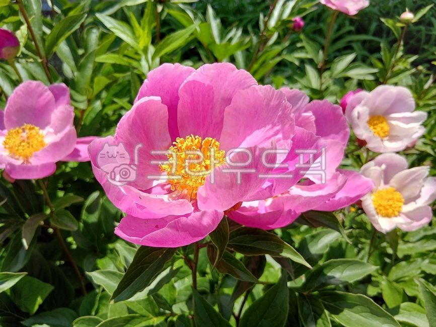 모란,모란꽃,꽃,활짝핀,봄꽃,아름다운,예쁜,식물,초목,flower,plqant