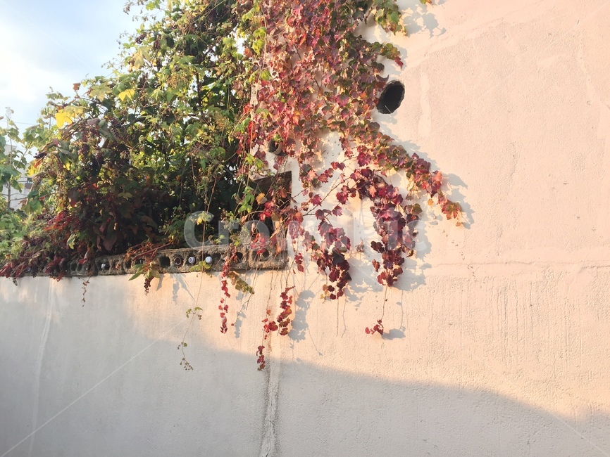 나무,잎,벽,배경,덩쿨,식물,자연,plants,nature
