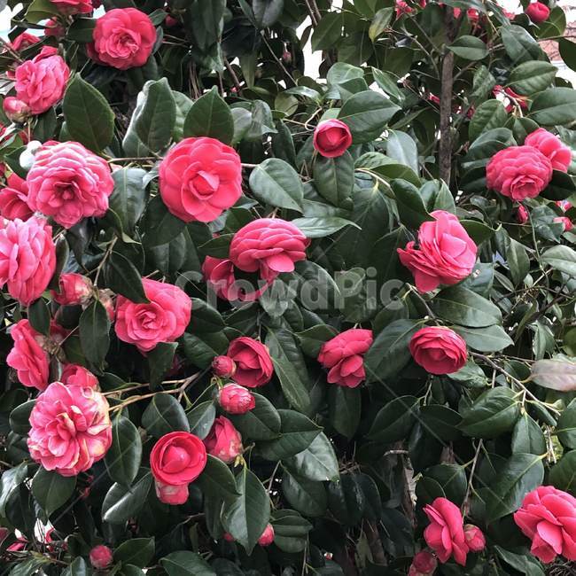 꽃,식물,자연,nature,flower,장미,rose,초록,green,blossom,plant