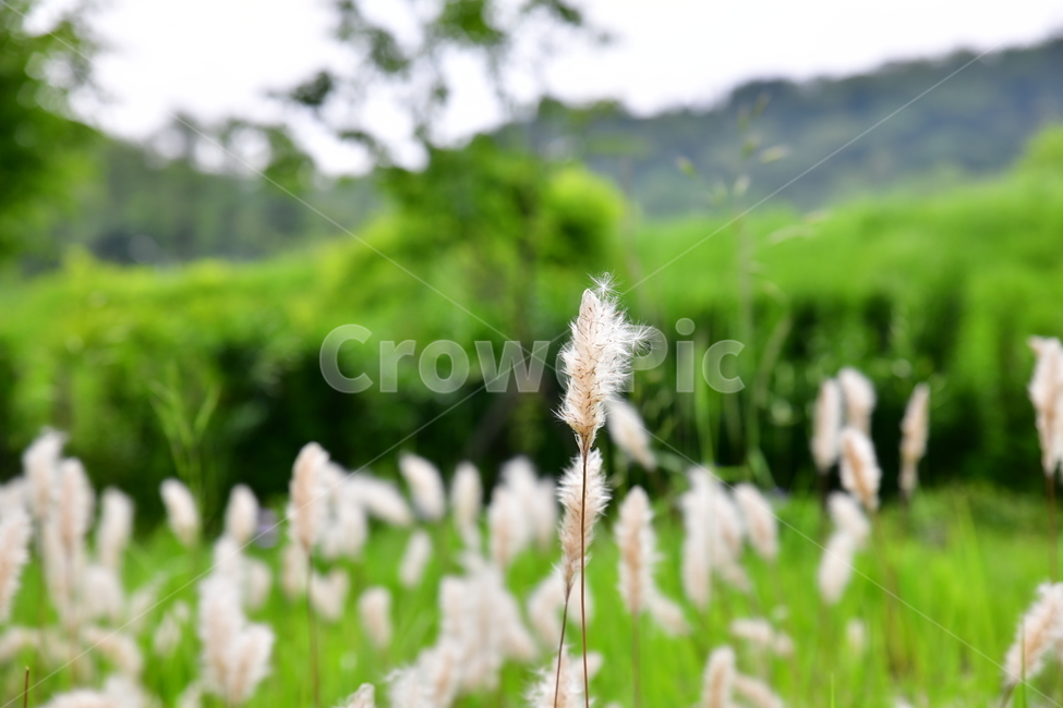 꽃,야생화,봄,여름,자연,수목원,식물,자연,plants,nature