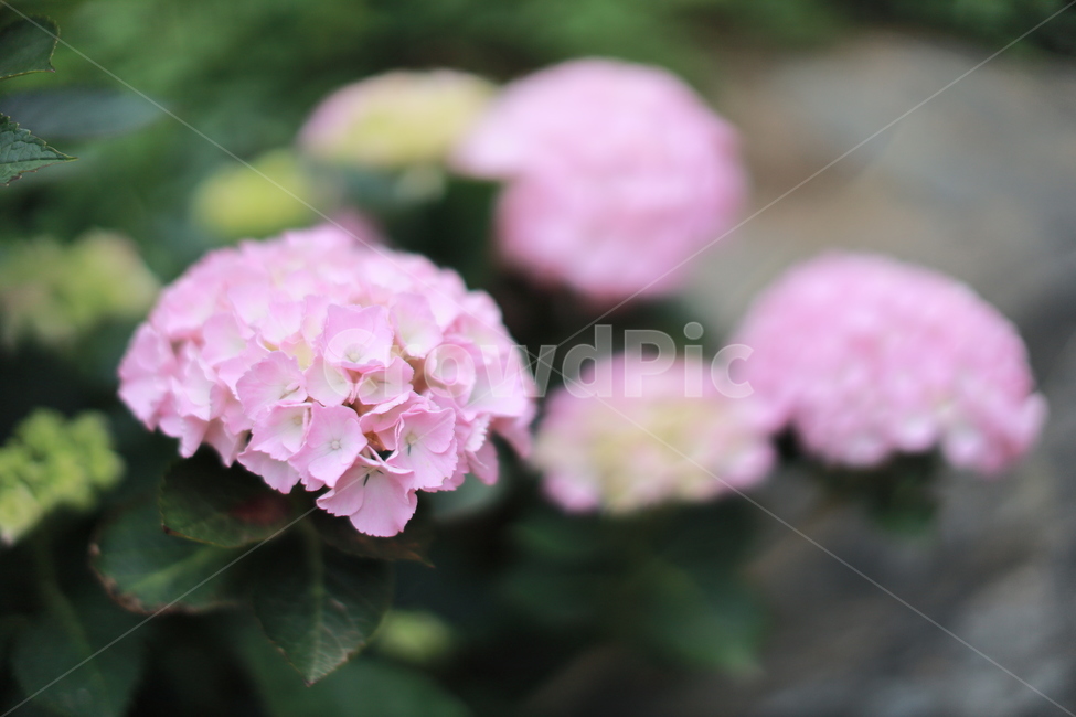 꽃,식물,수국,여름꽃,분홍꽃