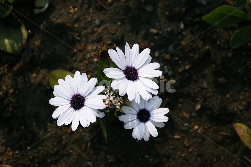 flower,blossom,plant,꽃,식물