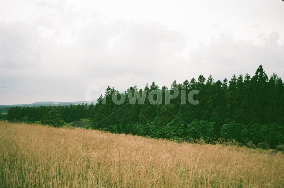plant,식물,tree,나무,갈대,필름사진,흐린날씨