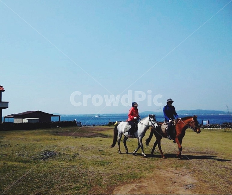 승마,제주,말,horseriding,잔디,수평선,지평선,horizon,jeju,jejuisland,island,grass,동물,animal,포유류,mammal,사람,인물,인간,human,person