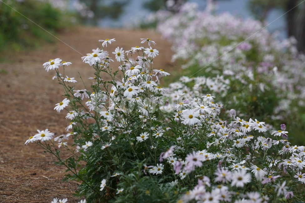 가을,구절초,자연,꽃,식물,예쁨,autumn,fall,season,flower,계절,길,식물,자연,plants,nature,꽃,flower