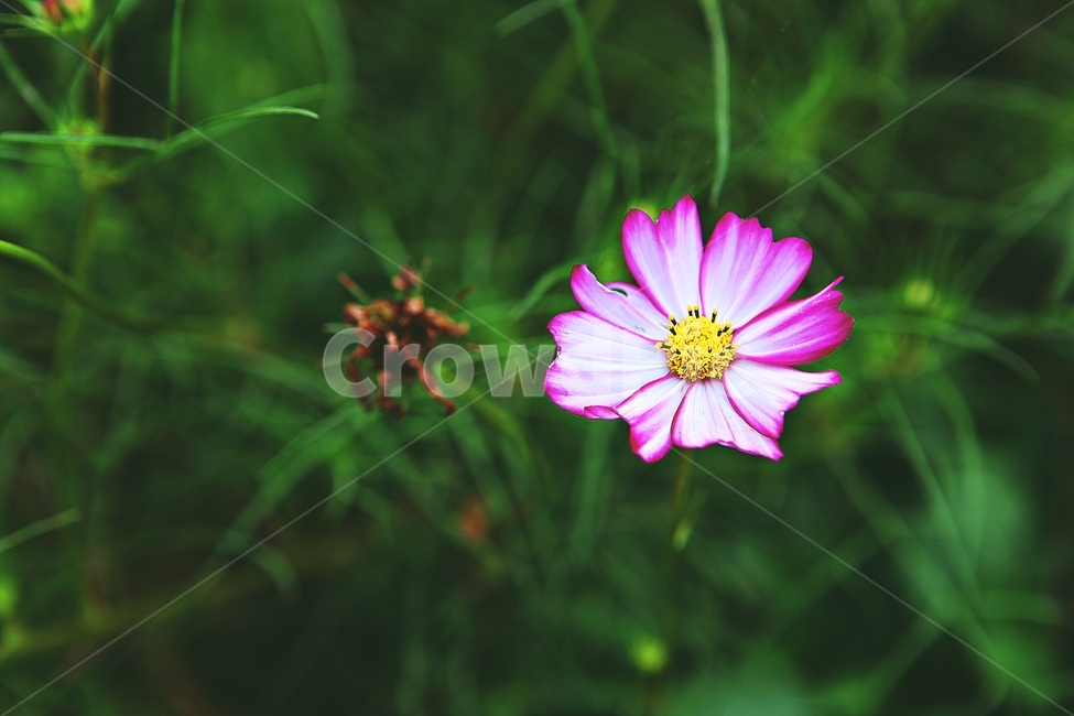 코스모스,꽃,꽃잎,가을꽃,가을,공원,잎,꽃밭,자연,식물,가을,계절,fall,autumn,season,식물,자연,plants,nature,꽃,flower,plant