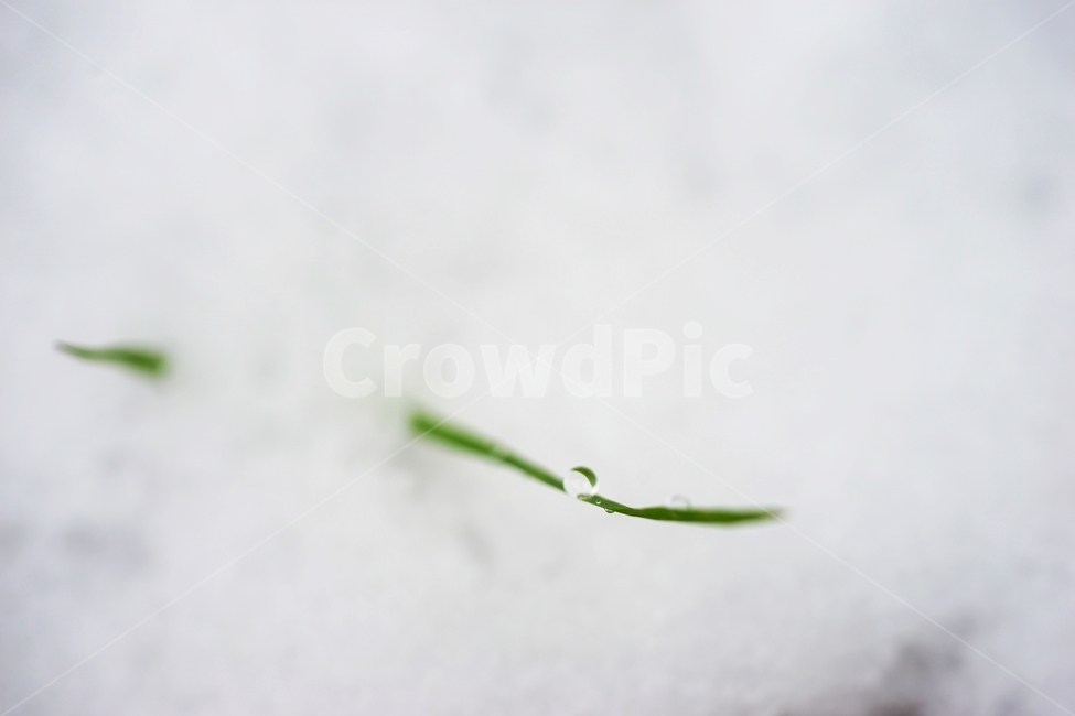 눈,첫눈,풀,물방울,이슬방울,겨울,계절,winter,season