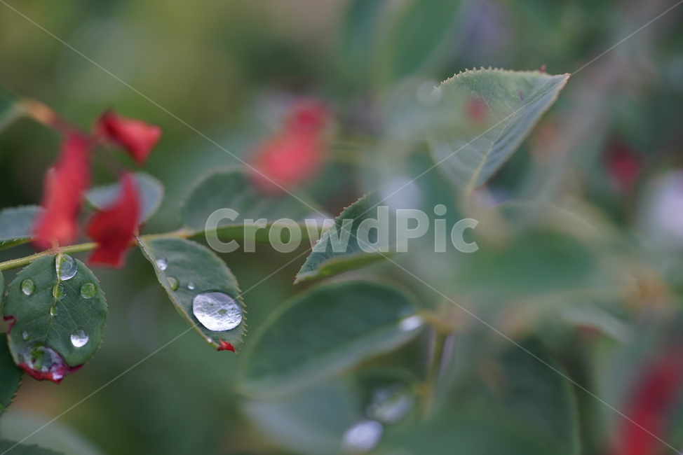 식물,자연,잎,물방울,이슬,비,액체,접사,감성,water,물,식물,자연,plants,nature