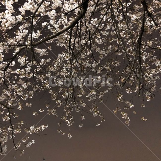plant,식물,flower,꽃,blossom