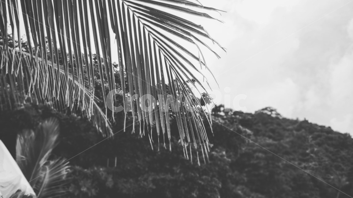 야자수,나무,흑백,black,tree