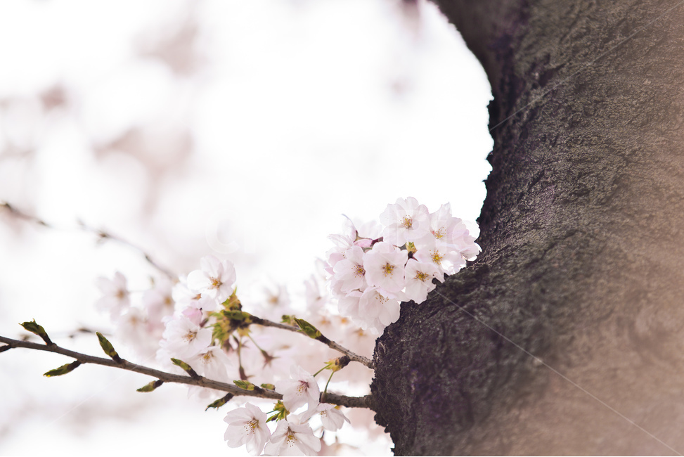 분홍,꽃,벚꽃나무,나무,핑크,벚꽃,하늘,분위기,감성,봄,계절,spring,season,식물,자연,plants,nature,꽃,flower,plant,blossom,cherry blossom