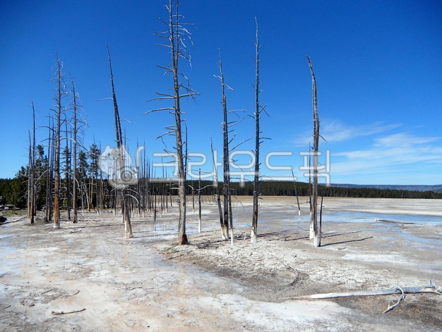 옐로우스톤,국립공원,미국,와이오밍,배경,유네스코,세계자연유산,세계유산,열탕,유황,간헐천,산성,신비로운,핫스프링,광물,퇴적물,산,자연,옥외,물,풍경,경치,경관,yellowstone,nationalpark,usa,wyoming,background,unesco,worldnaturalheritage,worldheritage,hotwater,sulfur,geyser,acid,mystical,hotspring,mineral,sediment,mountain,nature,outdoors,water,landscape,scenic,식물,plant,나무,tree