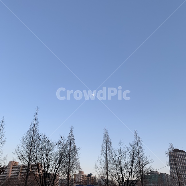 하늘,나무,낮달,자연,풍경,도시,풍경,city,landscape