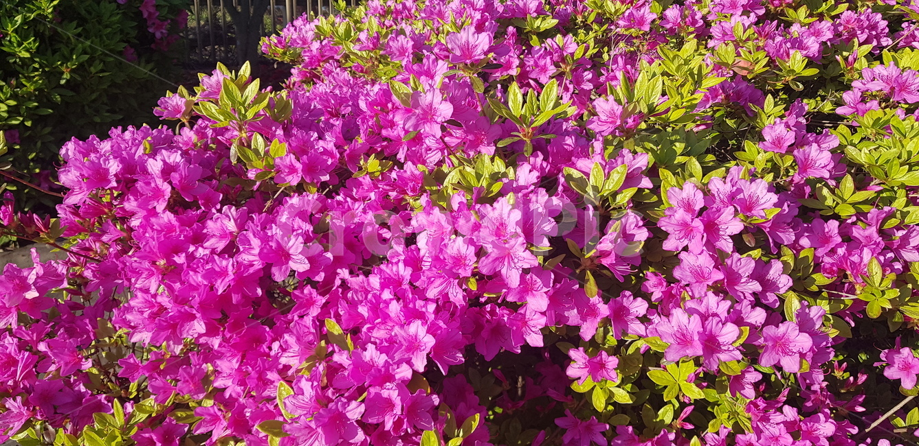 봄,봄꽃,진달래,봄식물,분홍색꽃