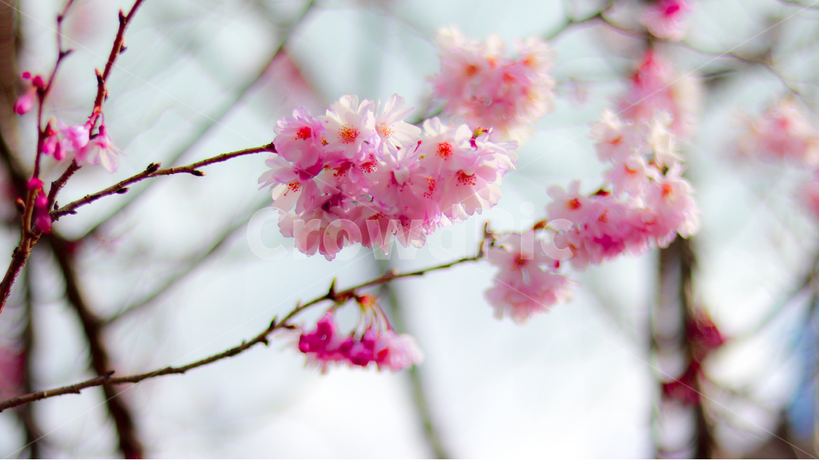벚꽃,꽃,봄,벚나무,꽃놀이,나무,핑크,cherryblossoms,blossoms,flowers,japan,tree,nature,spring,season,plants,계절,식물,휴일