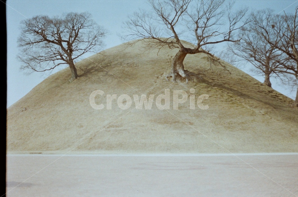 필름,필름카메라,감성,경주,나무,능,배경,관광지,랜드마크,landmark,tourist attraction,한국랜드마크,한국관광지,한국명소,korea landmark,korea tourist attraction
