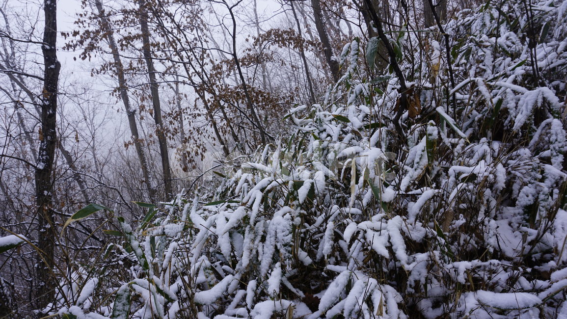 숲,나무,산,눈,안개,겨울,대나무,겨울,계절,winter,season,자연,풍경,nature,landscape,outdoors,옥외,snow