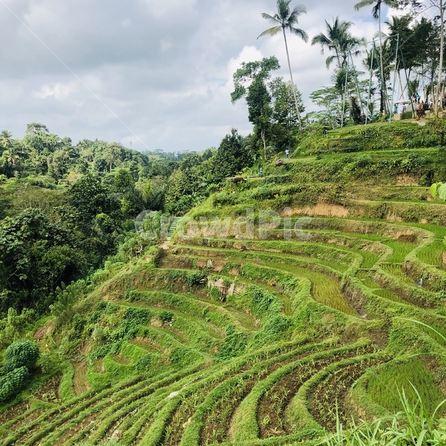 nature,자연,outdoors,옥외,field,vegetation,한지방,countryside,들,초목,plant,식물,자연,풍경,nature,landscape
