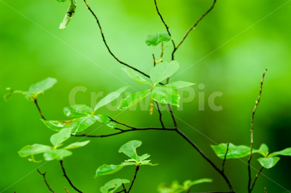식물,5월,녹색,나무,비,색감,식물,자연,plants,nature