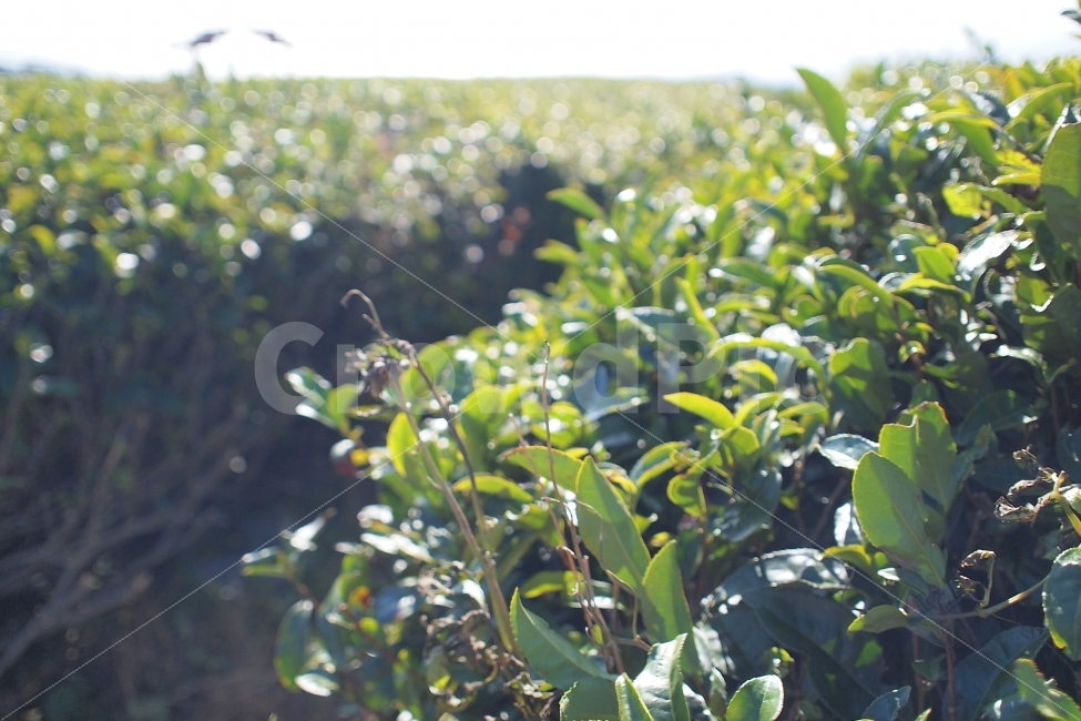 녹차,녹차밭,햇살,아침,제주,식물,자연,plants,nature,휴식,힐링,rest,relaxation,healing