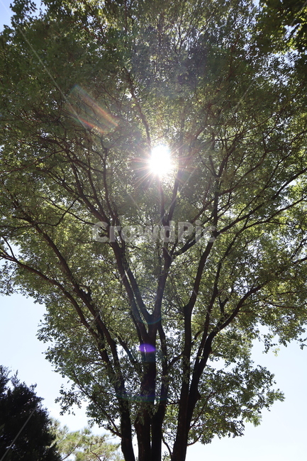 나무,햇빛,여름,flare,플레어,light,빛,푸릇푸릇