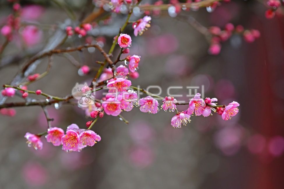 plant,식물,꽃,양산통도사자장매,통도사자장매,통도사홍매화,자장매화,홍매화,우중매화,우중매,봄,계절