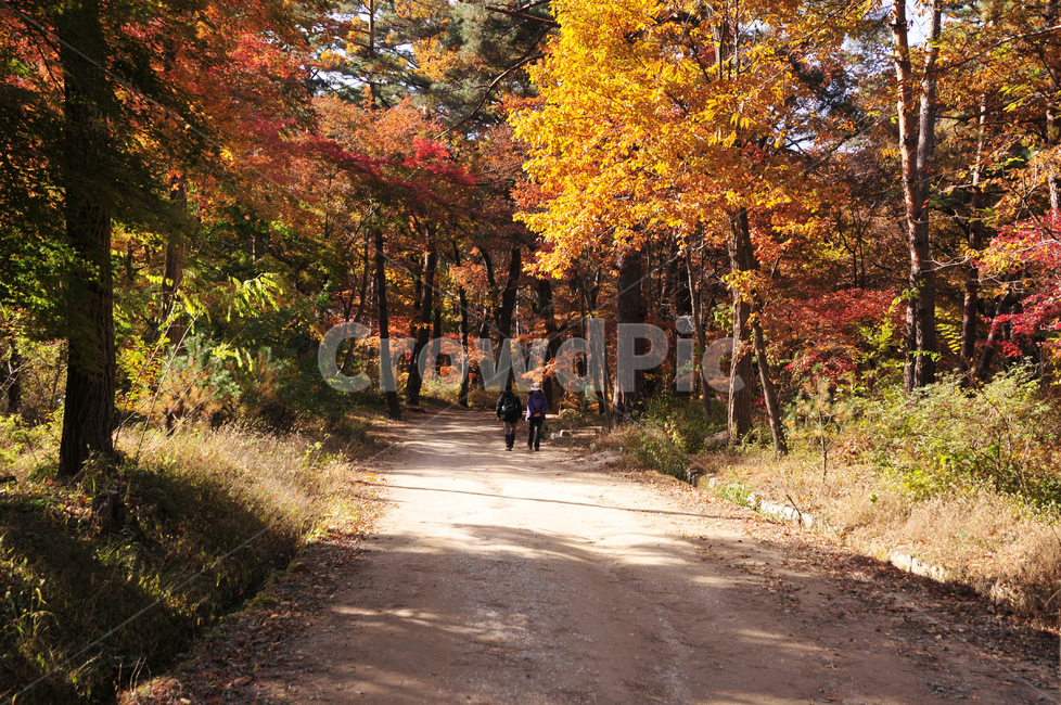 tree,나무,불영사,불영사계곡,단풍,단풍숲,단풍길,단풍나무,가을불영사,mountain,산