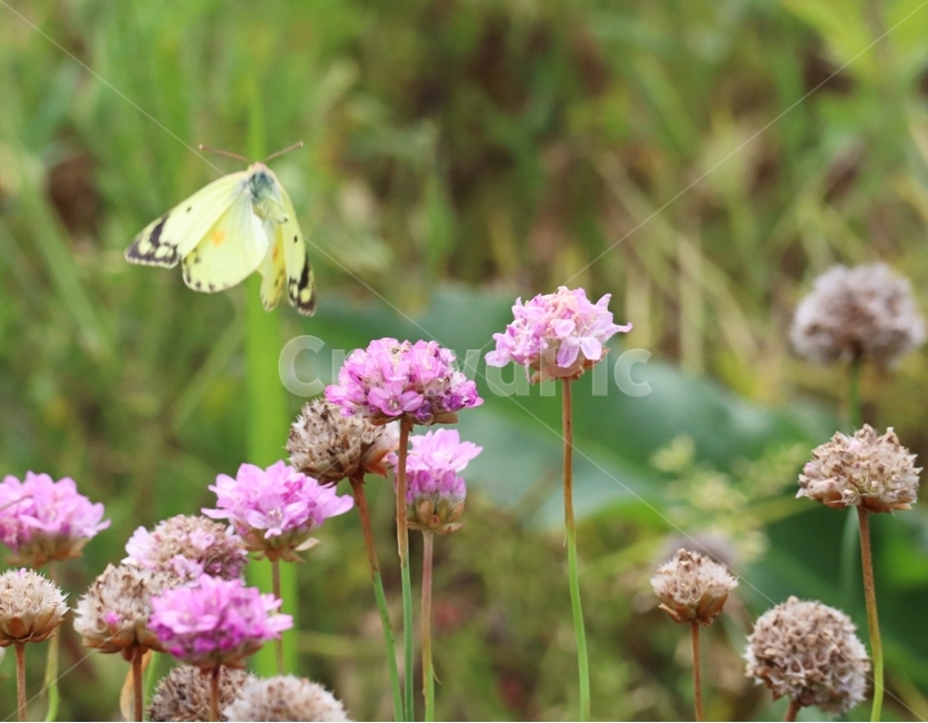 아르메니아,나비,봄,나들이,식물,식물,자연,plants,nature,꽃,flower,동물,animal,곤충,벌레,insect,bug