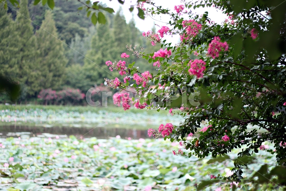 호수,식물,꽃,꽃나무,flower,blossom연못,연꽃,분홍색꽃,크레이프머틀,여름풍경,자연풍경,수련,나무,숲,녹색,핑크빛,꽃구경,정원,풍경사진,휴식,힐링,여행지,자연,수목원,꽃놀이,분홍빛,아름다운경치,한국풍경,나들이,수생식물,배경사진,싱그러운,수변공원,연꽃단지,자연테라피,피크닉,사진스팟,평온,초록빛